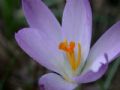 Crocus neapolitanus